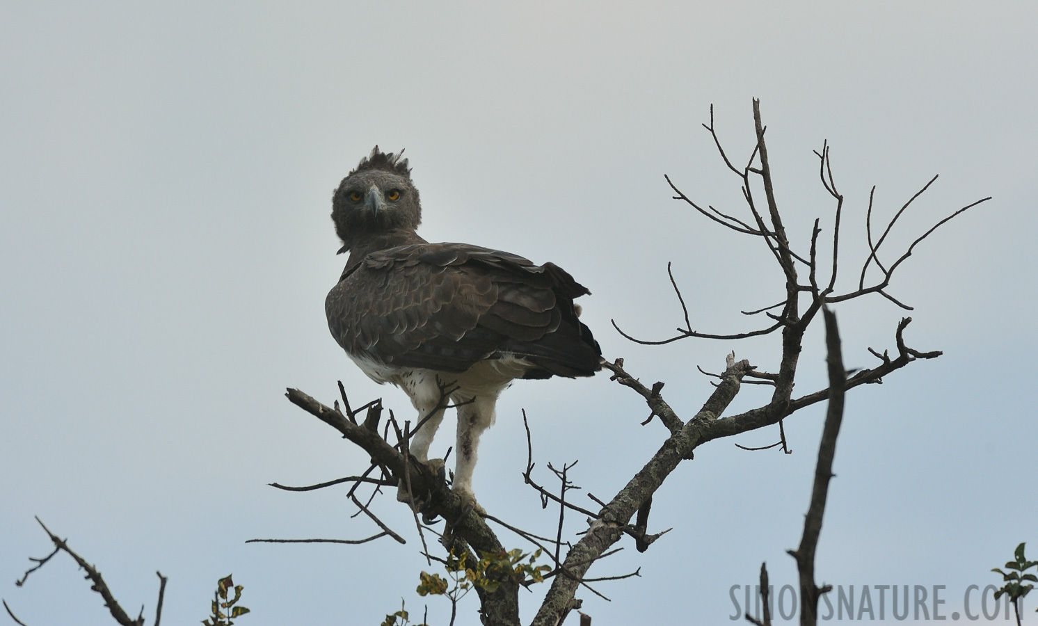 Polemaetus bellicosus [550 mm, 1/4000 Sek. bei f / 8.0, ISO 1000]